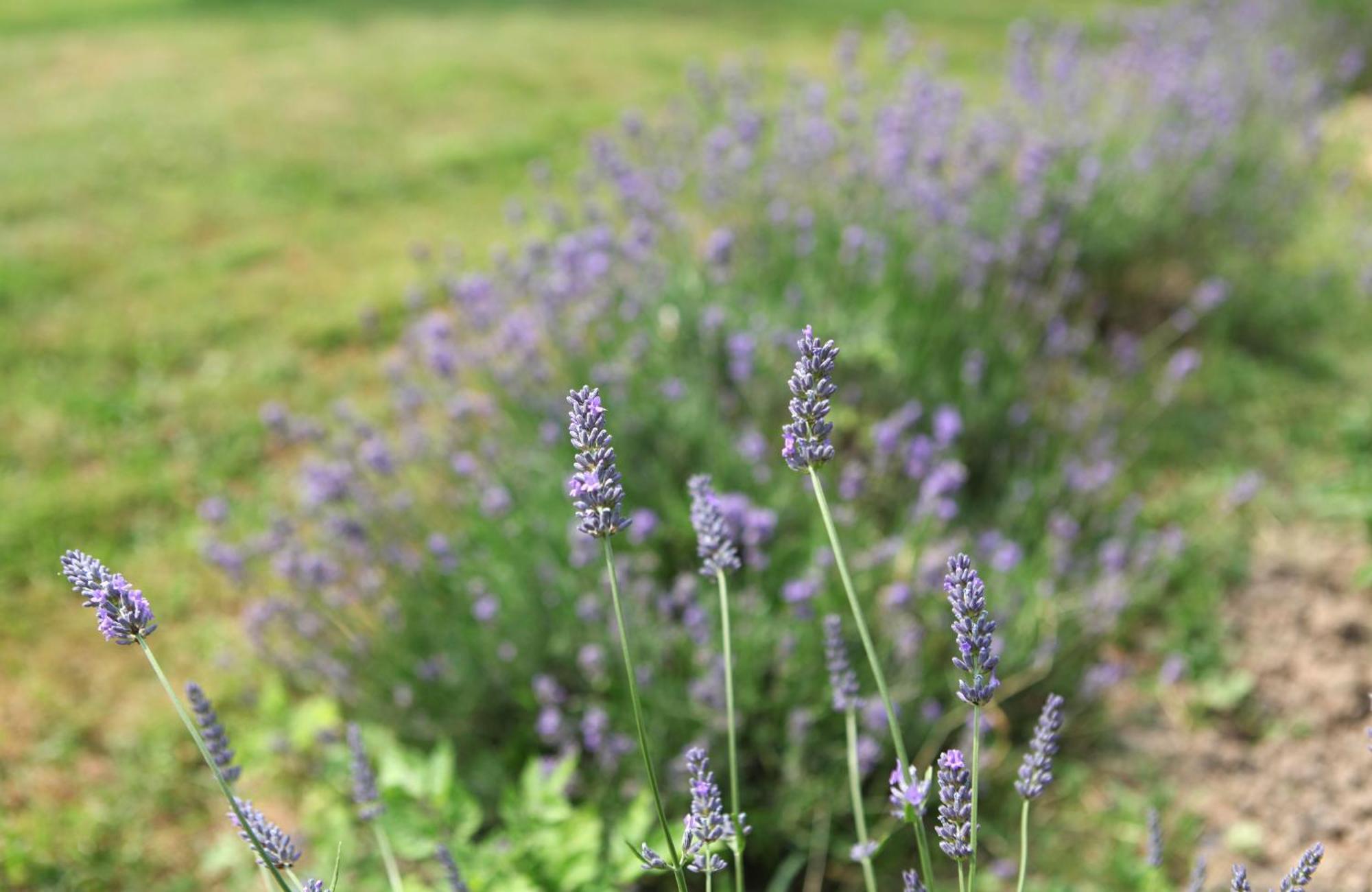 Une Maison, Un Jardin Berthenay Exterior foto